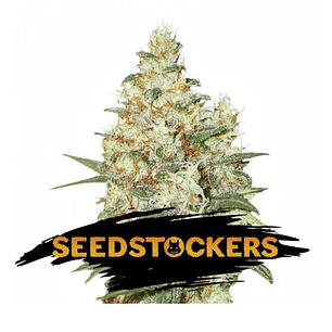 OG KUSH  FEM X3-SEEDSTOCKERS