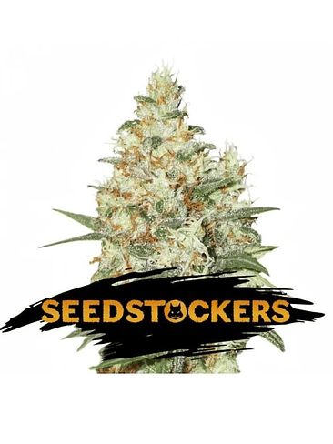 OG KUSH  FEM X3-SEEDSTOCKERS 1