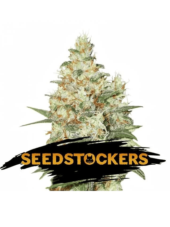 OG KUSH  FEM X3-SEEDSTOCKERS 1