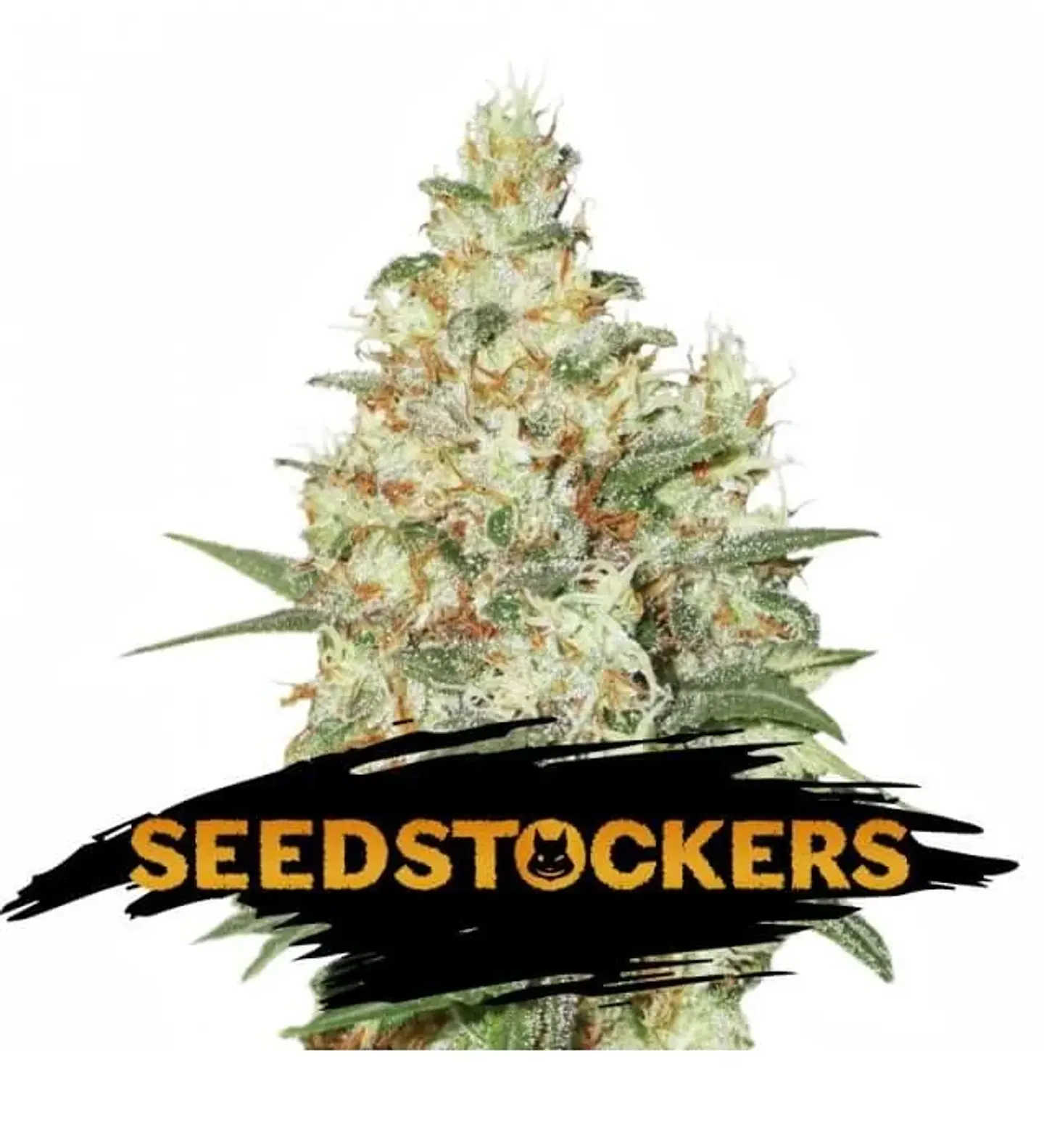 Og Kush  Fem X3-Seedstockers 1