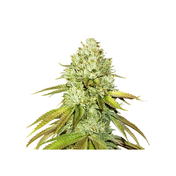 Pineapple Fem X3-Seedstockers 1