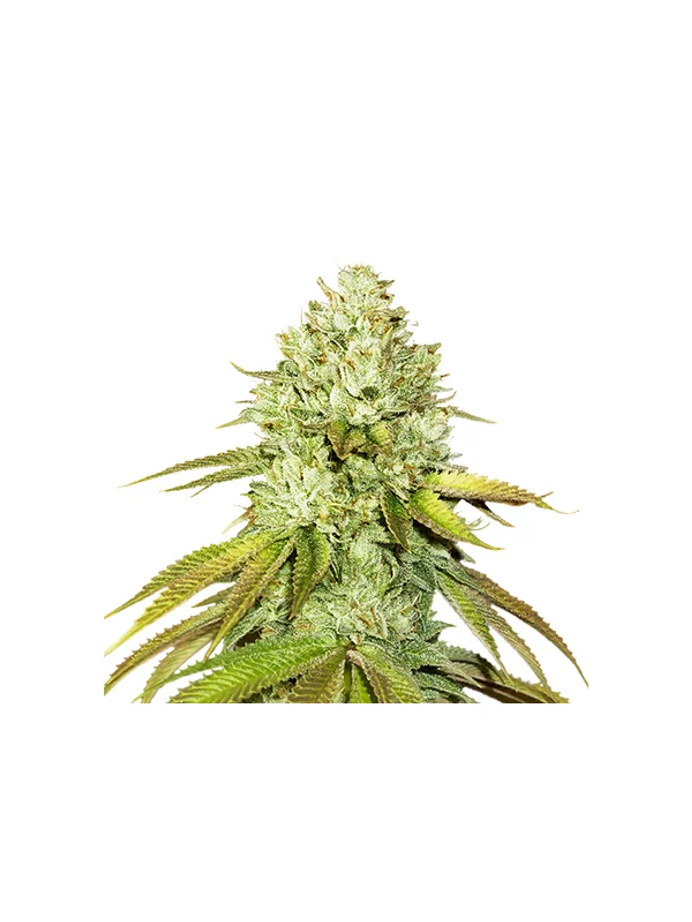 Pineapple Fem X3-Seedstockers 1