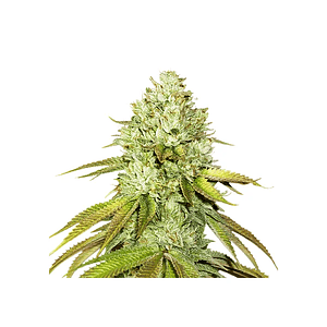 Pineapple  Fem X3-Seedstockers