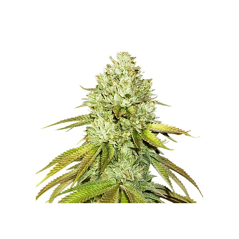 Pineapple Fem X3-Seedstockers