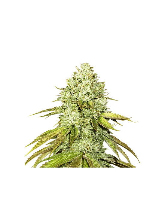 PINEAPPLE  FEM X3-SEEDSTOCKERS 1