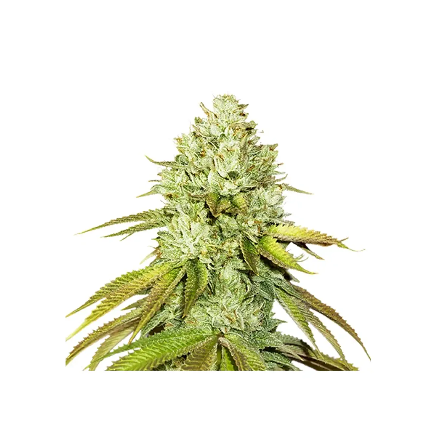 Pineapple Fem X3-Seedstockers 1