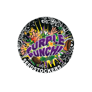 PURPLE PUNCH  AUTO X3-SEEDSTOCKERS