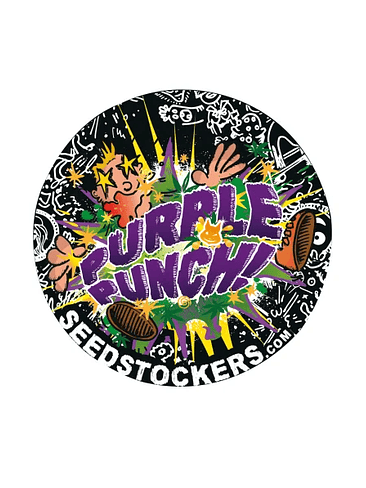 PURPLE PUNCH  AUTO X3-SEEDSTOCKERS 2