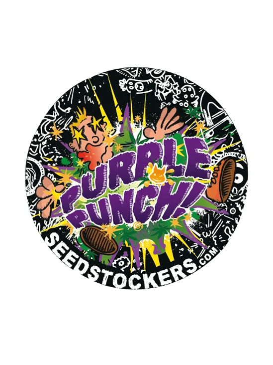PURPLE PUNCH  AUTO X3-SEEDSTOCKERS 2