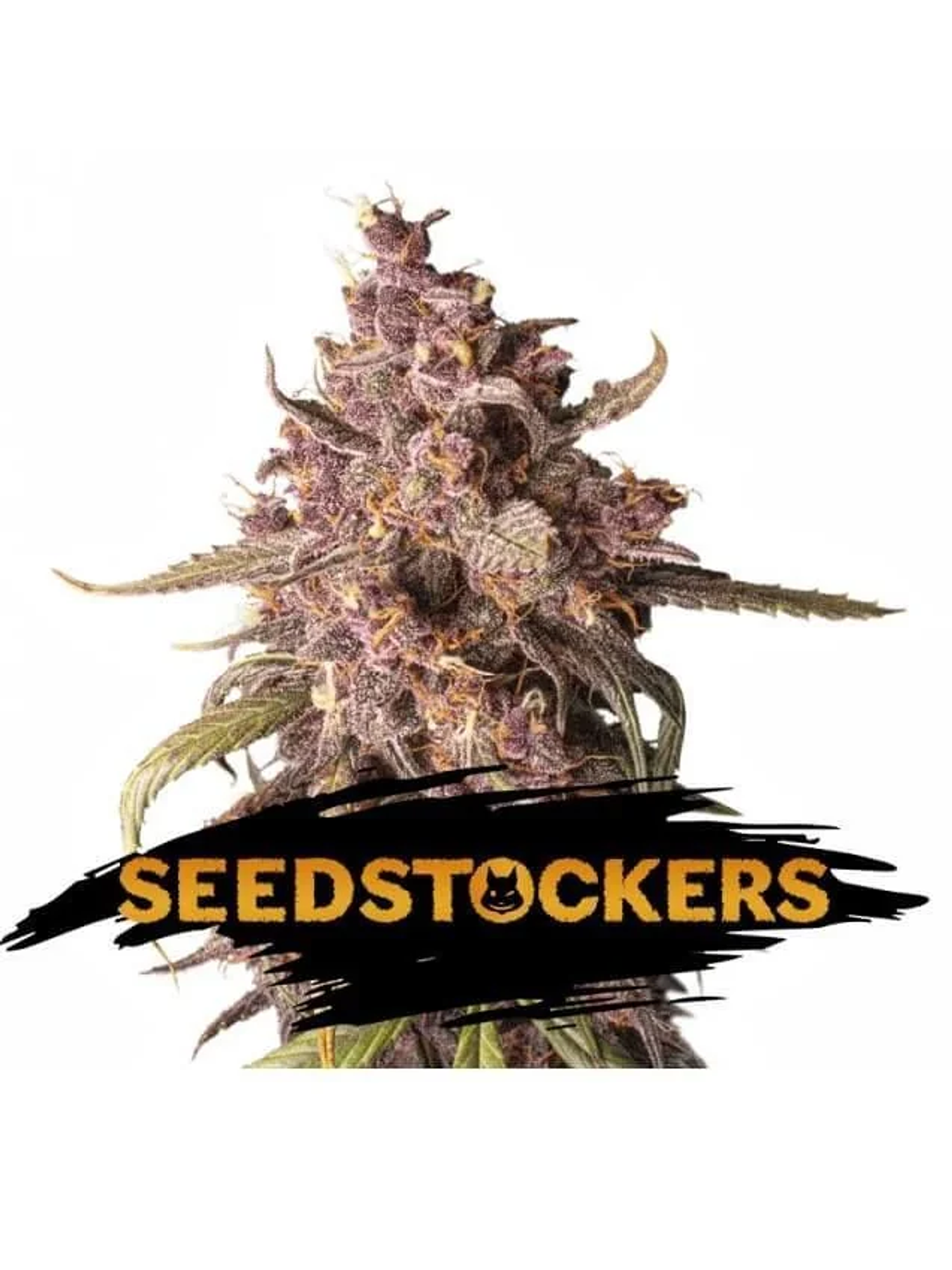Purple Punch Auto X3-Seedstockers 1