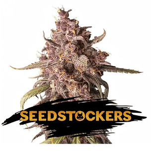 PURPLE PUNCH  AUTO X3-SEEDSTOCKERS