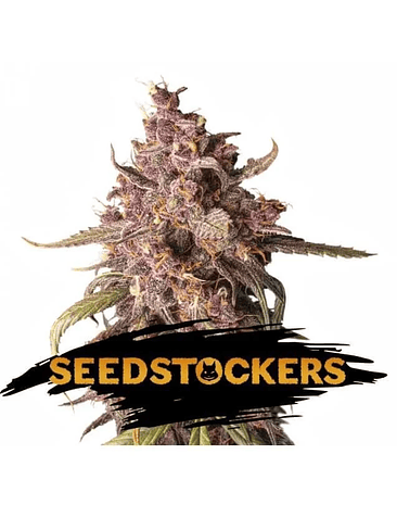 PURPLE PUNCH  AUTO X3-SEEDSTOCKERS 1