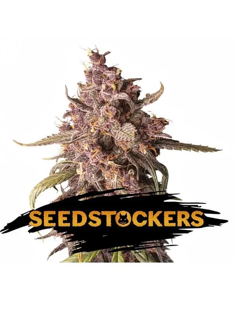 Purple Punch Auto X3-Seedstockers 1