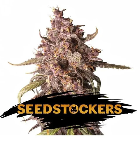 Purple Punch Auto X3-Seedstockers