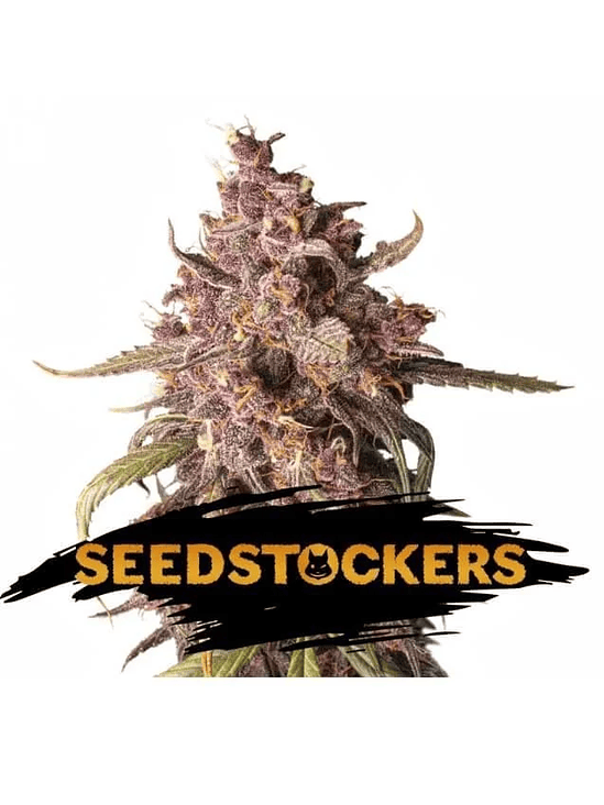 PURPLE PUNCH  AUTO X3-SEEDSTOCKERS 1
