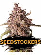 PURPLE PUNCH  AUTO X3-SEEDSTOCKERS - Miniatura 1