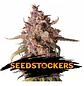 Purple Punch Auto X3-Seedstockers - Miniatura 1