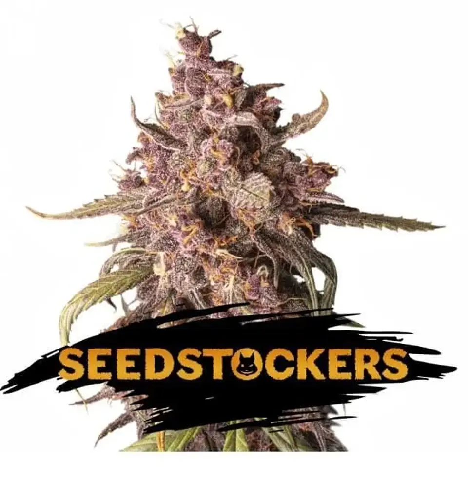 Purple Punch Auto X3-Seedstockers 1