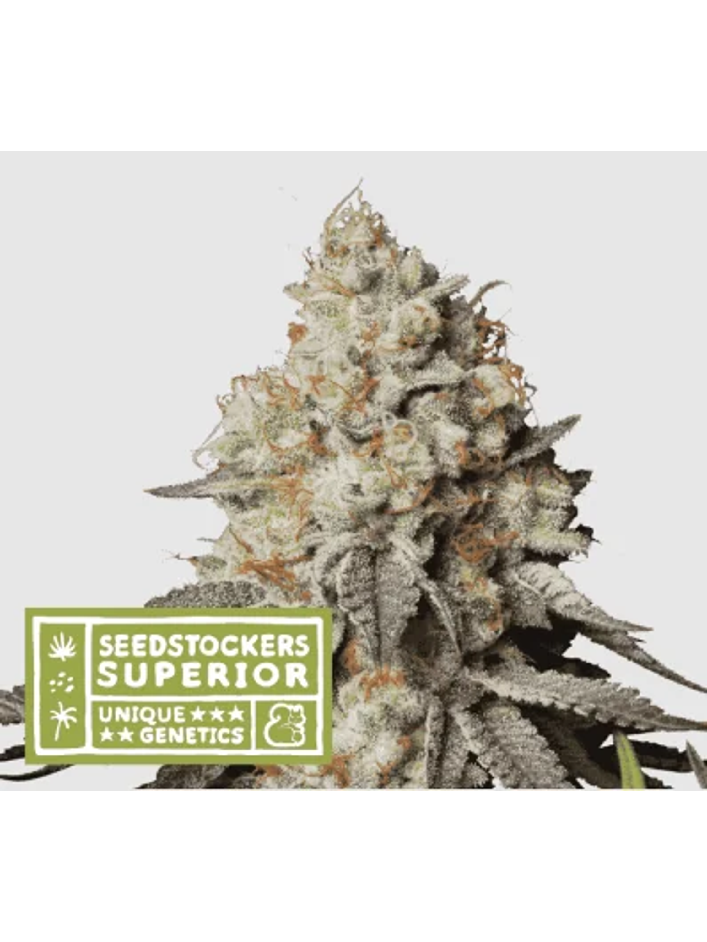 Panty Punch Auto X3 Sup-Seedstockers 1