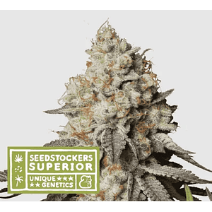 Panty Punch Auto X3 Sup-Seedstockers