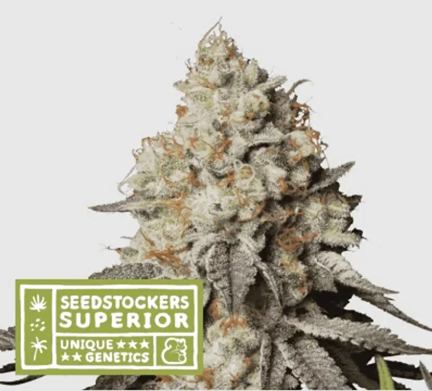 Panty Punch Auto X3 Sup-Seedstockers 1