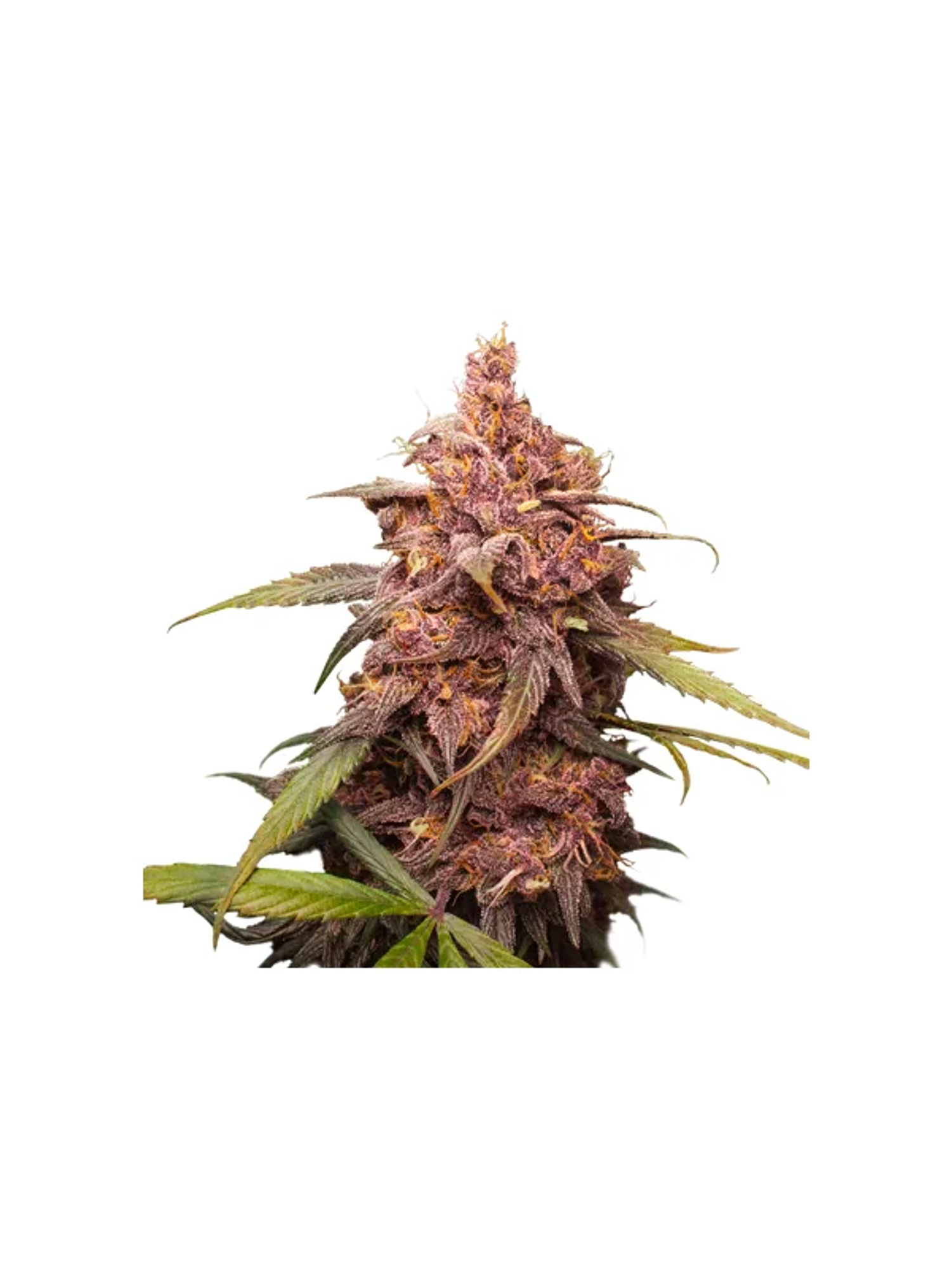 Purple Punch Fem X3-Seedstockers 1