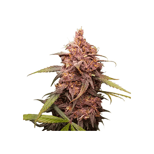 PURPLE PUNCH  FEM X3-SEEDSTOCKERS