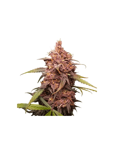 PURPLE PUNCH  FEM X3-SEEDSTOCKERS 1