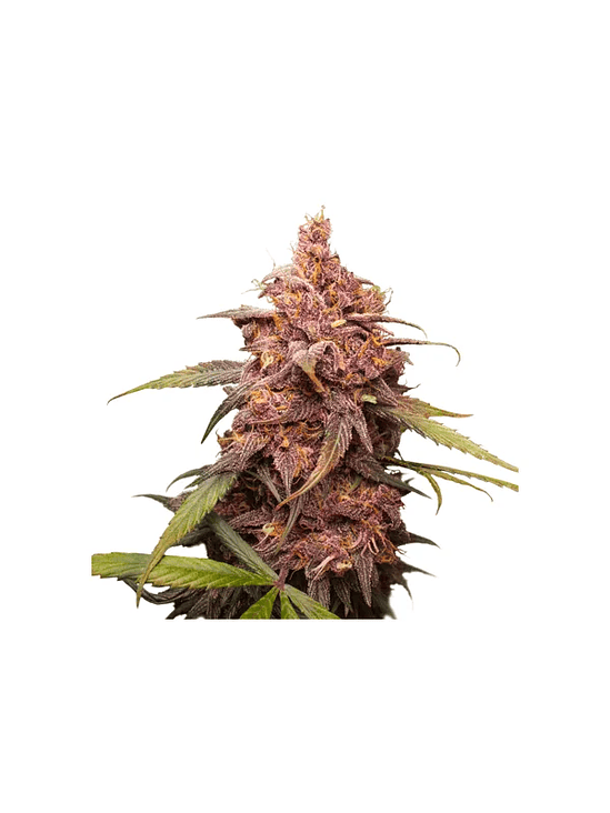 PURPLE PUNCH  FEM X3-SEEDSTOCKERS 1