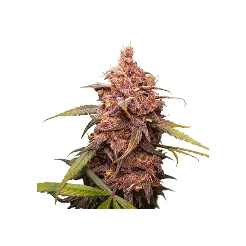 Purple Punch Fem X3-Seedstockers 1