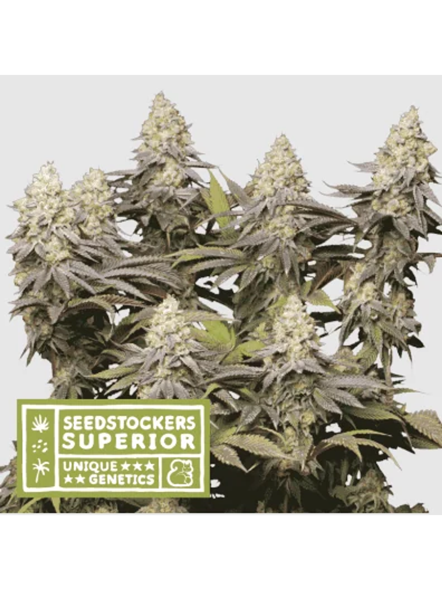 Panty Punch Fem X3 Sup-Seedstockers 1