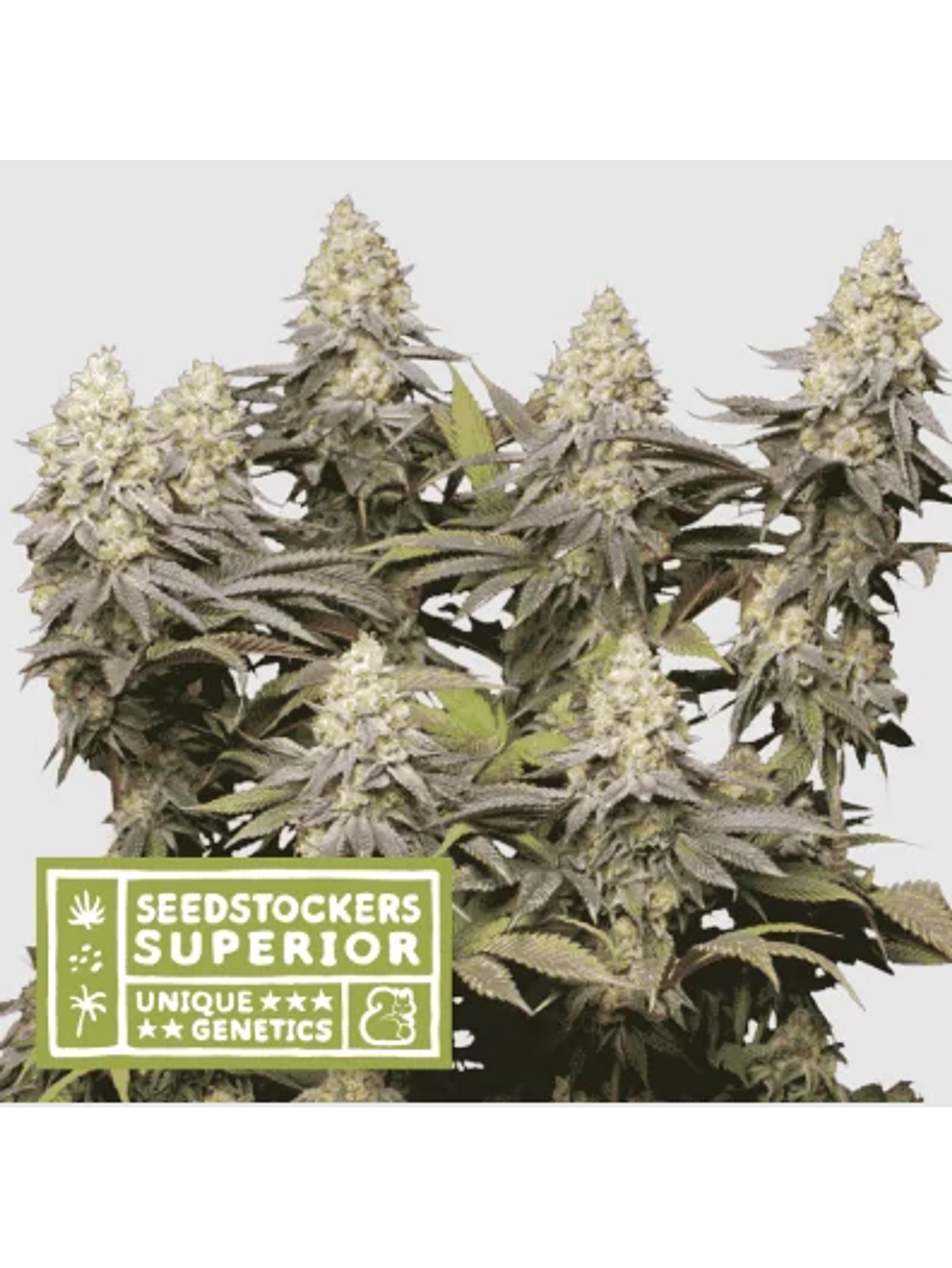 Panty Punch Fem X3 Sup-Seedstockers 1
