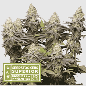 Panty Punch Fem X3 Sup-Seedstockers