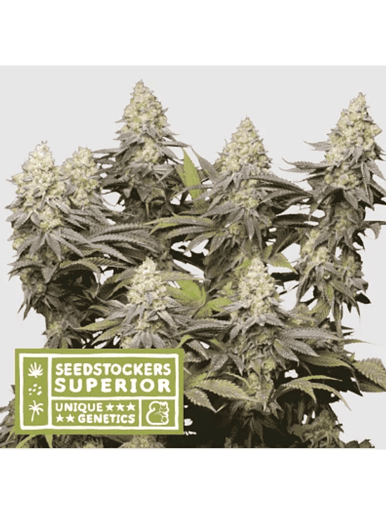 PANTY PUNCH FEM X3 SUP-SEEDSTOCKERS 1