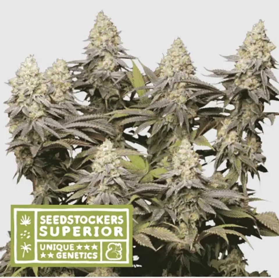 Panty Punch Fem X3 Sup-Seedstockers 1