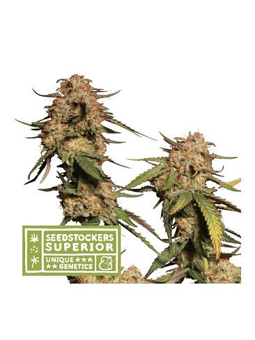 PANTY PUNCH REGULAR X3 SUP-SEEDSTOCKERS 1