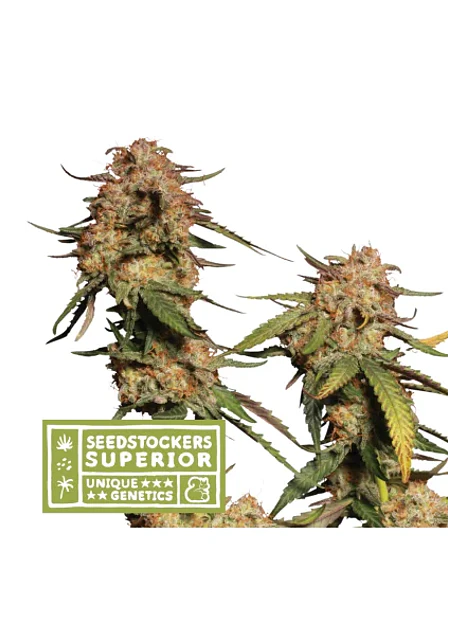 Panty Punch Regular X3 Sup-Seedstockers 1