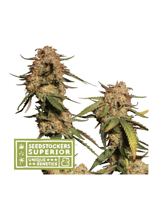 PANTY PUNCH REGULAR X3 SUP-SEEDSTOCKERS 1