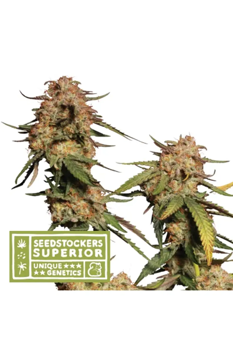 Panty Punch Regular X3 Sup-Seedstockers 1