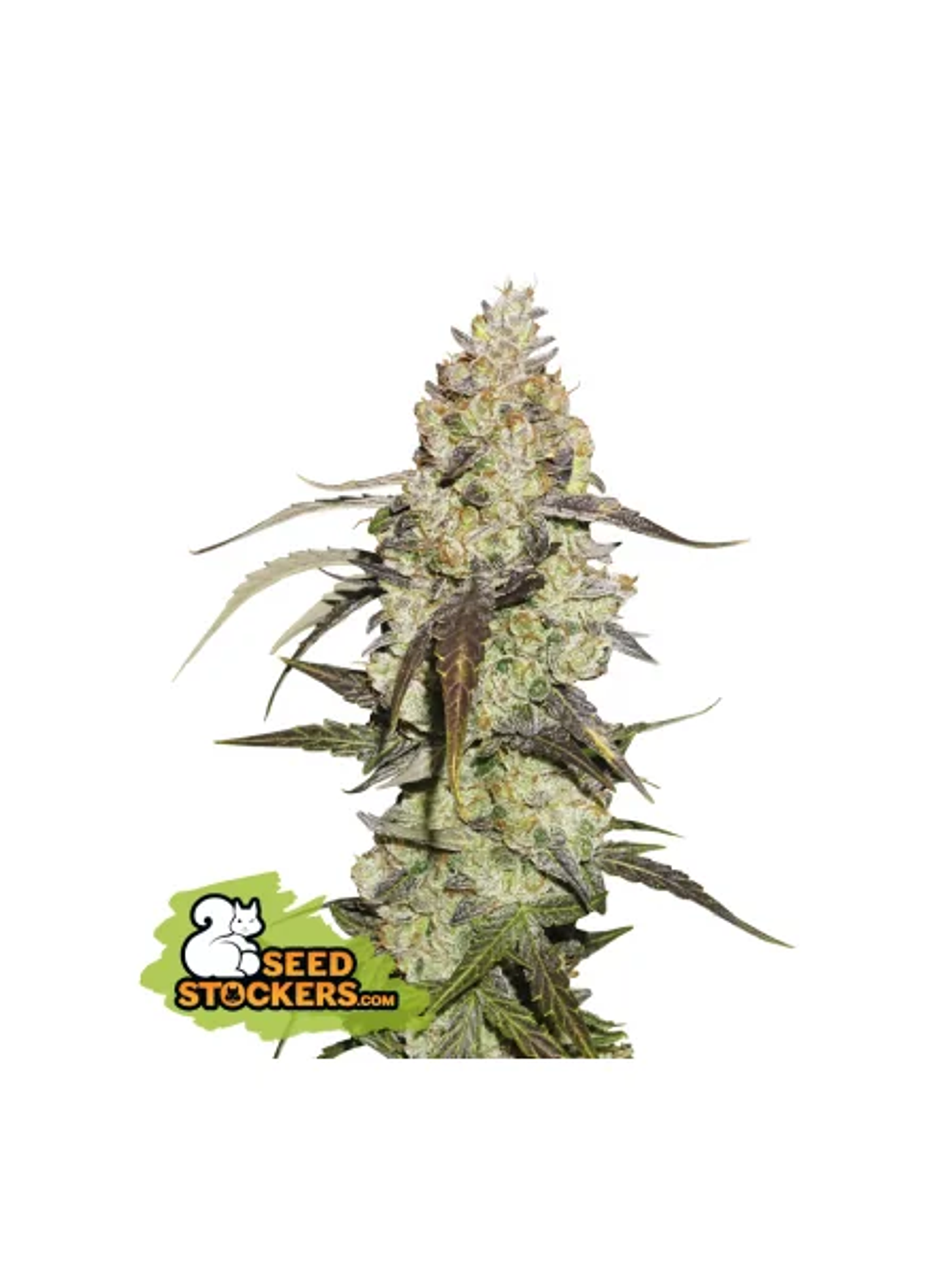 Runtz Fem X3-Seedstockers 1