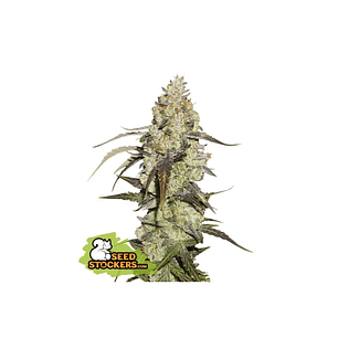 RUNTZ FEM X3-SEEDSTOCKERS