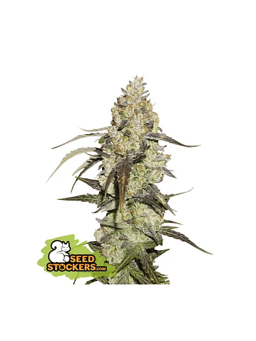 RUNTZ FEM X3-SEEDSTOCKERS 1
