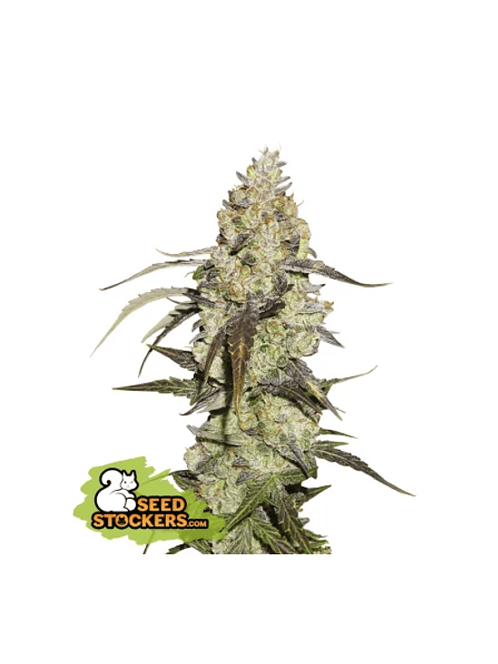RUNTZ FEM X3-SEEDSTOCKERS 1