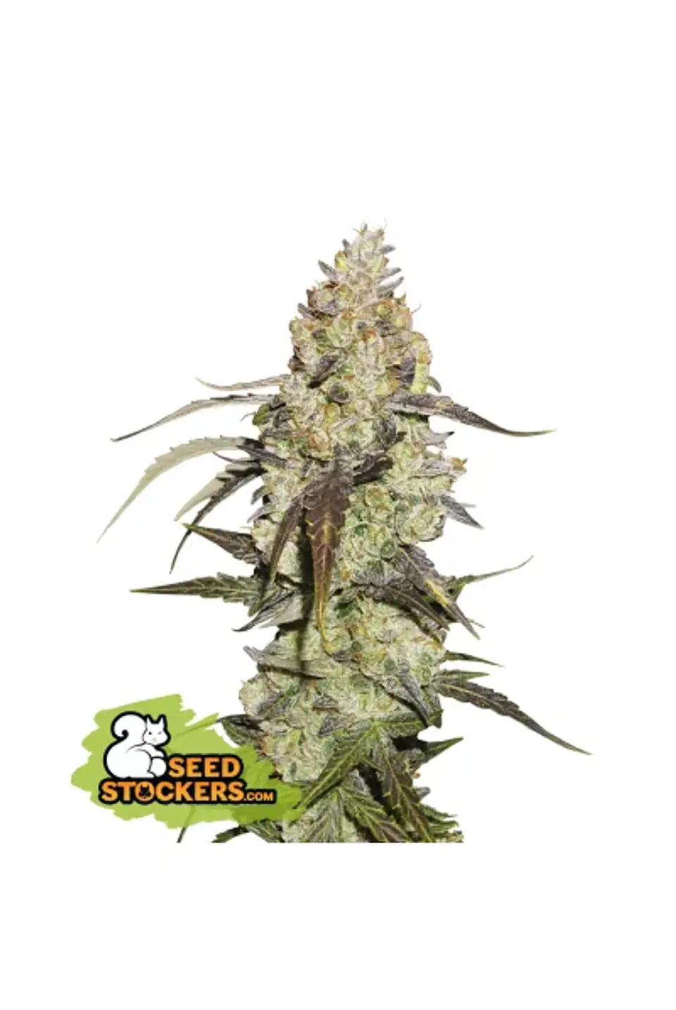 Runtz Fem X3-Seedstockers 1