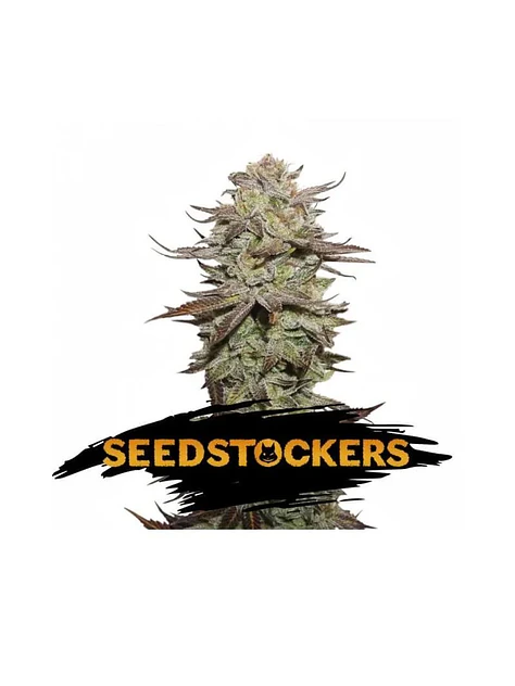 Sticky Fingers  Auto X3-Seedstockers 1
