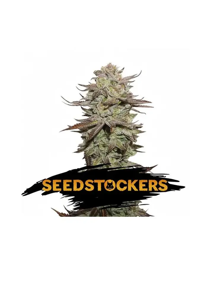 Sticky Fingers  Auto X3-Seedstockers 1
