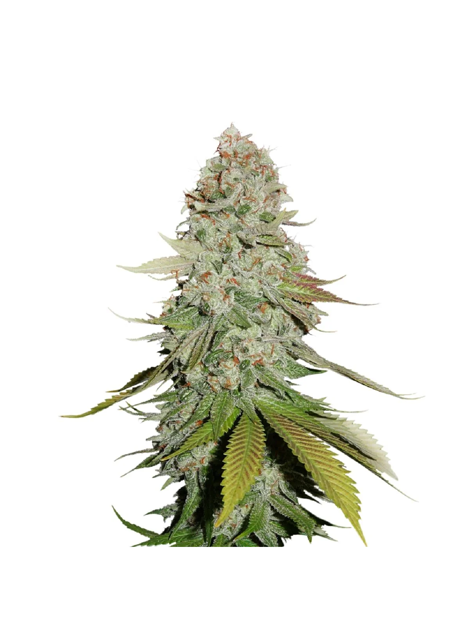 Sticky Monkey Ggn4  Fem X3-Seedstockers 1