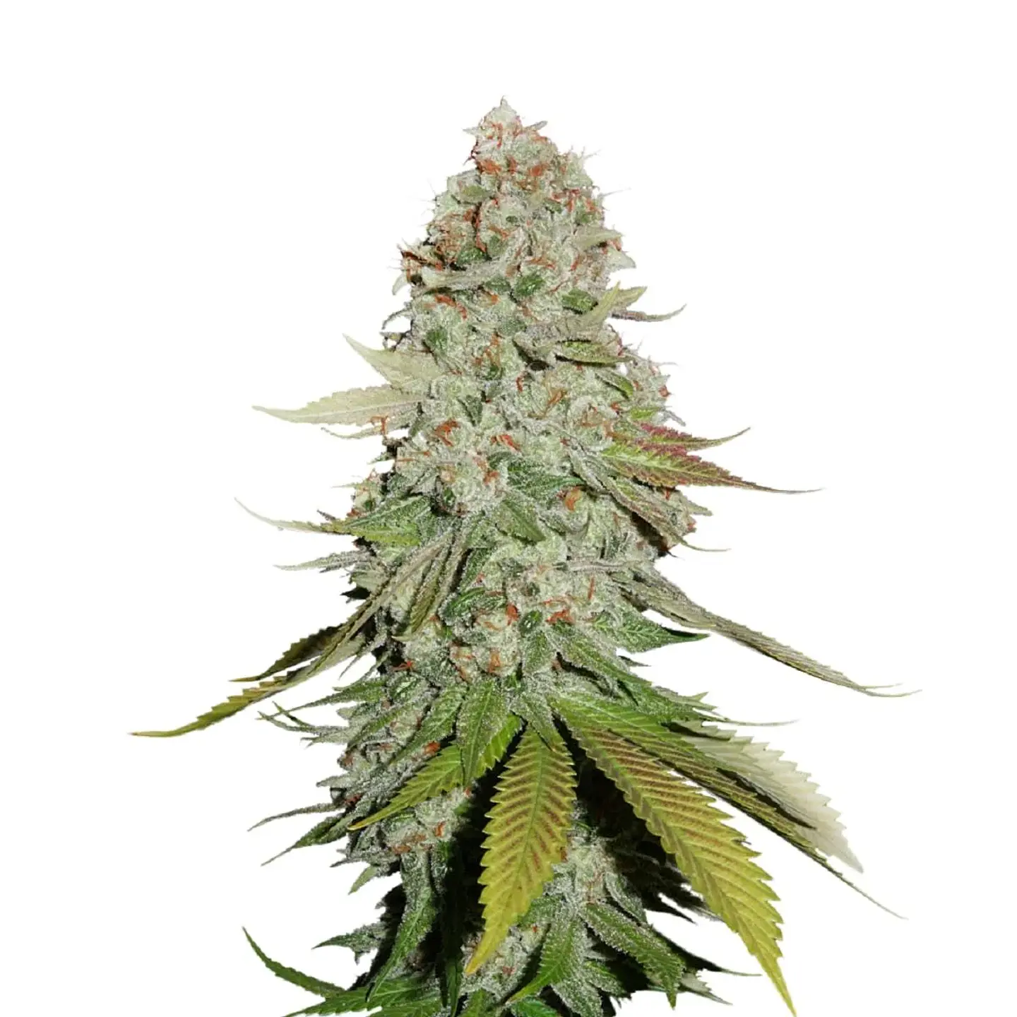 Sticky Monkey Ggn4  Fem X3-Seedstockers 1