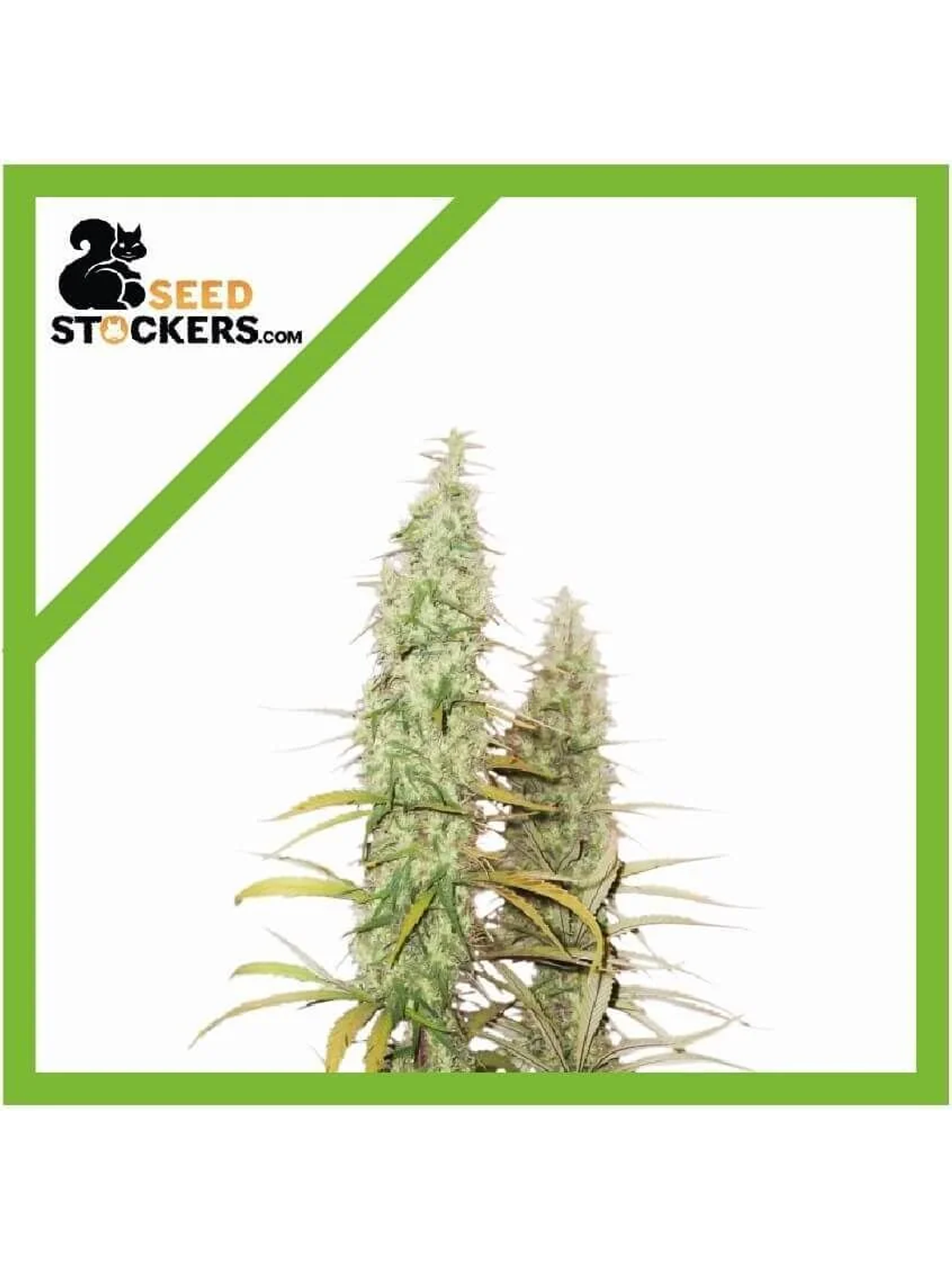 Santa Marta Haze Auto X3-Seedstockers 1