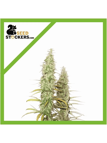 SANTA MARTA HAZE  AUTO X3-SEEDSTOCKERS 1
